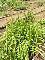 Hemerocallis Fulva (fam. Liliacees) (Europe meridionale) (3) (Photo F. Mrugala)